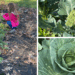 little girl picking carrots, cabbage, and broccoli planted in a fall garden