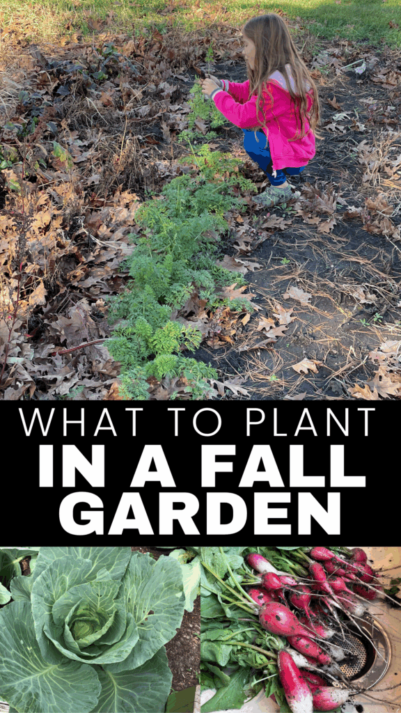 girl picking carrots, fall veggies, cabbage, radishes, 