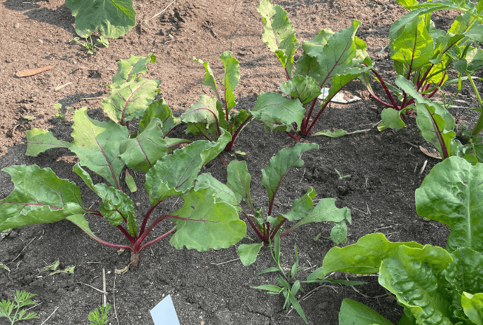 veggies in a fall garden