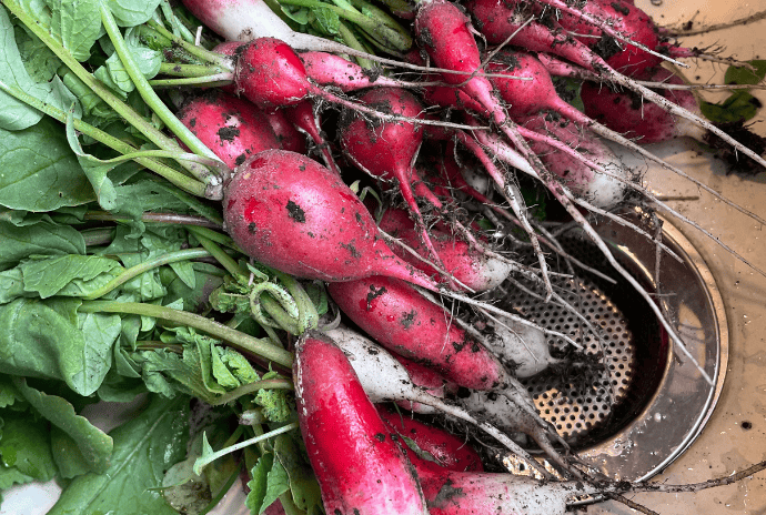 freshly pulled radishes from fall garden