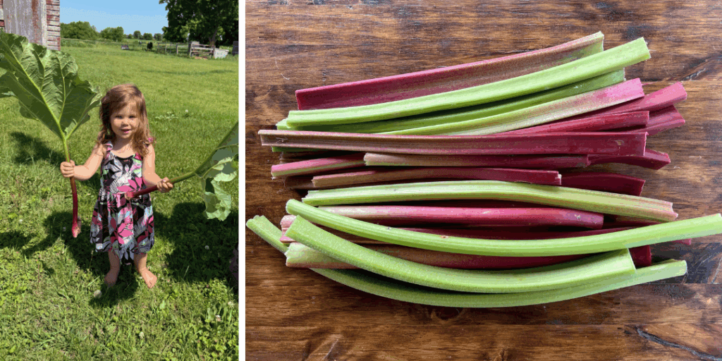 little girl holding freshly picked rhubarb and cut red and green rhubarb stalks