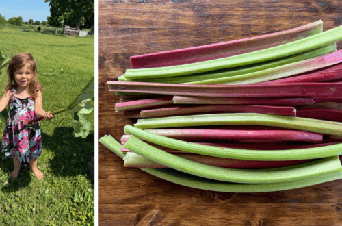 little girl holding freshly picked rhubarb and cut red and green rhubarb stalks