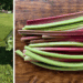 little girl holding freshly picked rhubarb and cut red and green rhubarb stalks