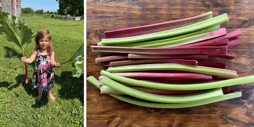 little girl holding freshly picked rhubarb and cut red and green rhubarb stalks