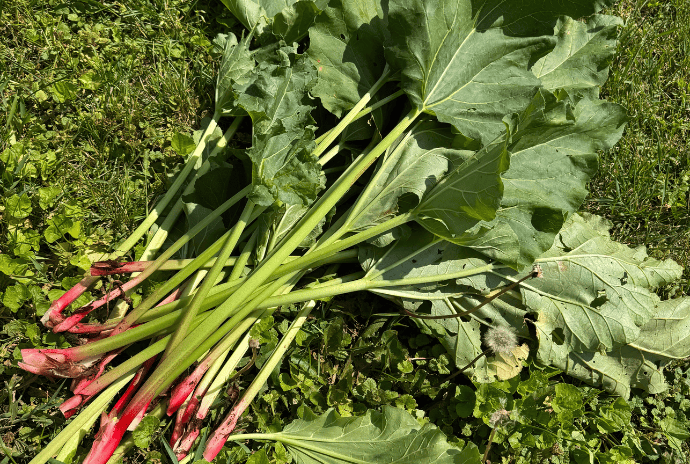 freshly picked rhubarb stalks