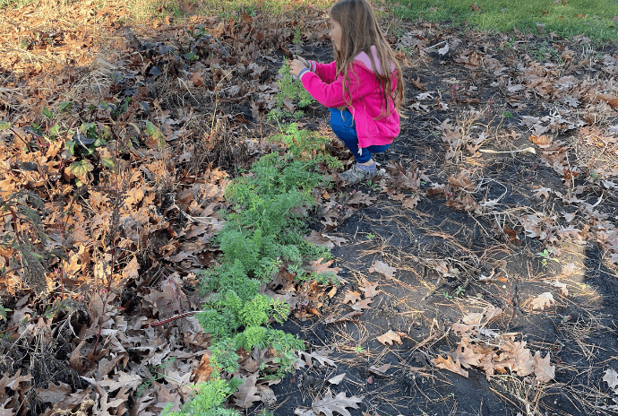 fall garden little girl pulling carrots