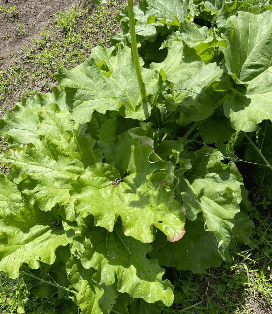rhubarb plant with large leaves