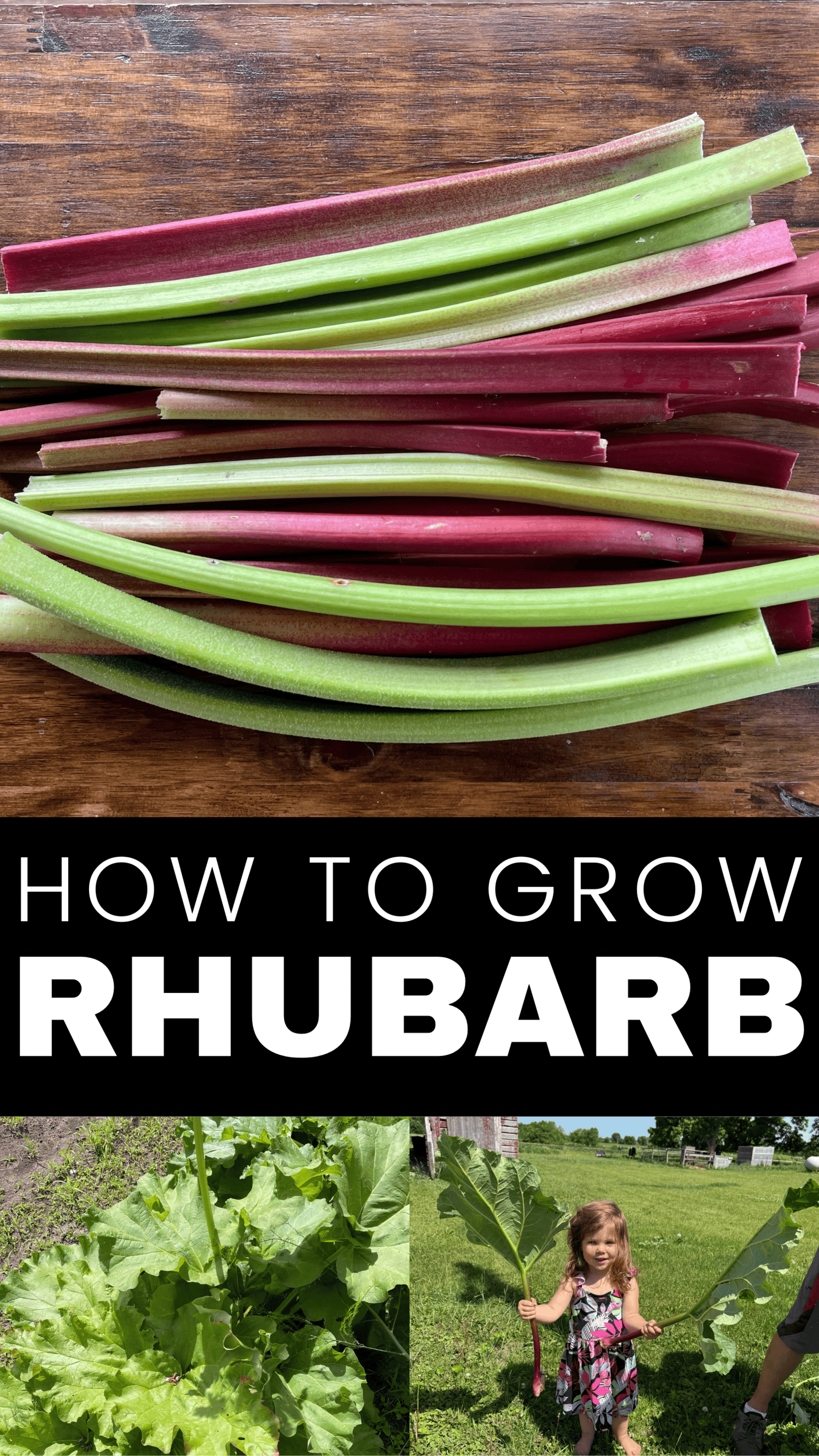 little girl holding rhubarb and freshly picked and cut rhubarb stalks