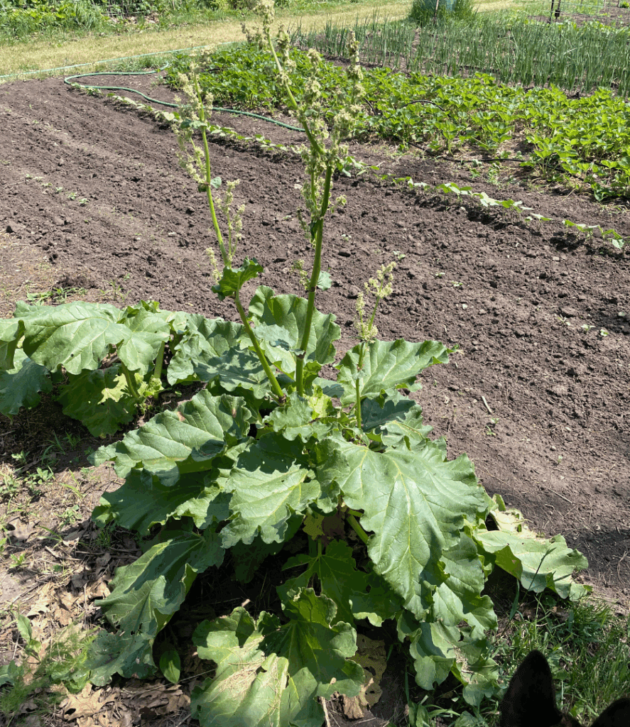 bolting rhubarb plant with flower coming up