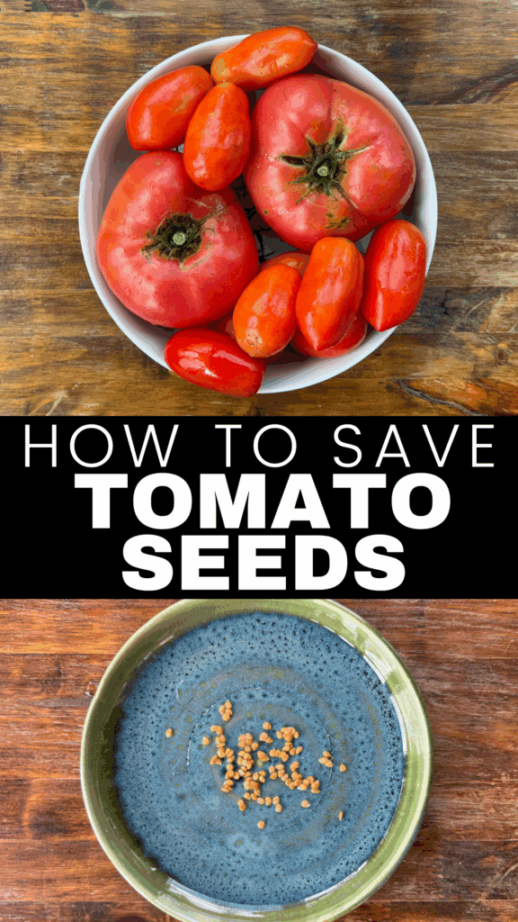heirloom tomatoes and seeds saved from garden tomatoes