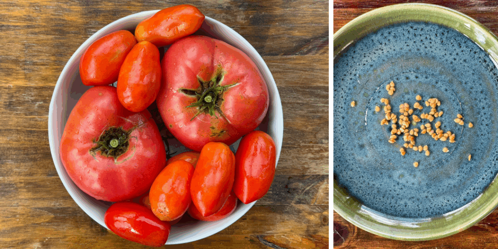 heirloom tomatoes and seeds saved on a plate