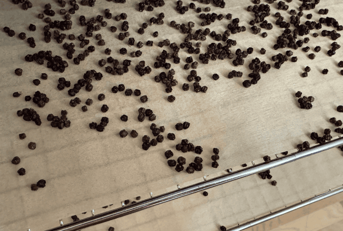 dried elderberries coming out of the dehydrator