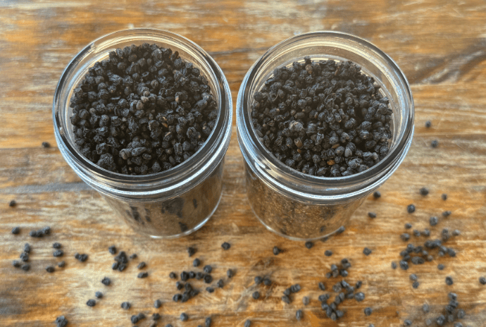 dehydrated elderberries in a jar