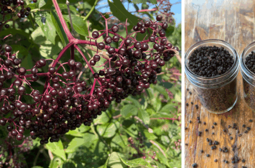elderberry cluster on a plant and dehydrated elderberries in jars on a table