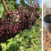 elderberry cluster on a plant and dehydrated elderberries in jars on a table