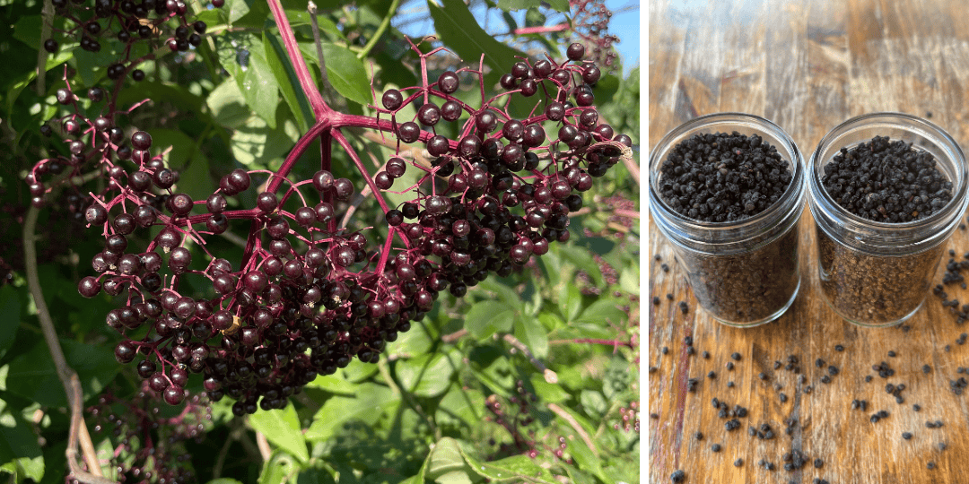 elderberry cluster on a plant and dehydrated elderberries in jars on a table