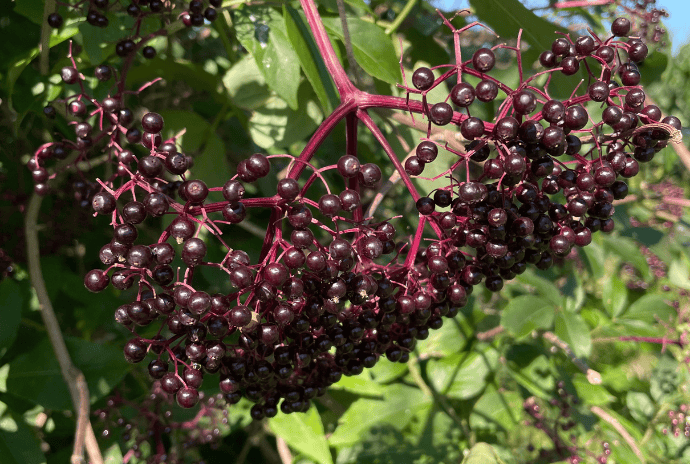 fresh elderberries in cluster on the plant