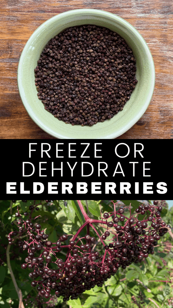 fresh elderberries on the stems and dried elderberries in a bowl