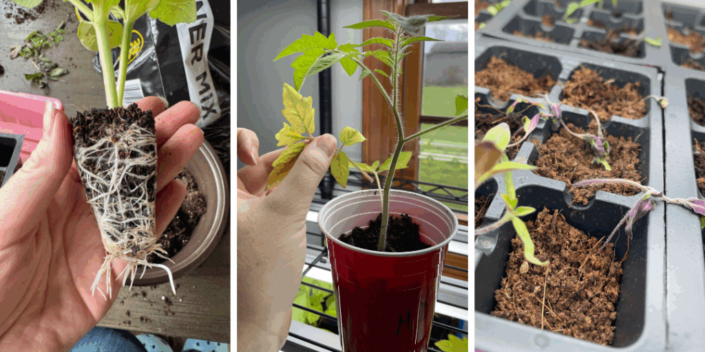 common seedling issues, leggy plants, nutrient deficient seedlings, root bound plant