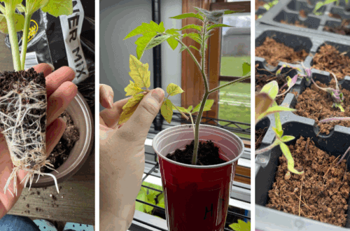common seedling issues, leggy plants, nutrient deficient seedlings, root bound plant
