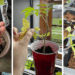 common seedling issues, leggy plants, nutrient deficient seedlings, root bound plant