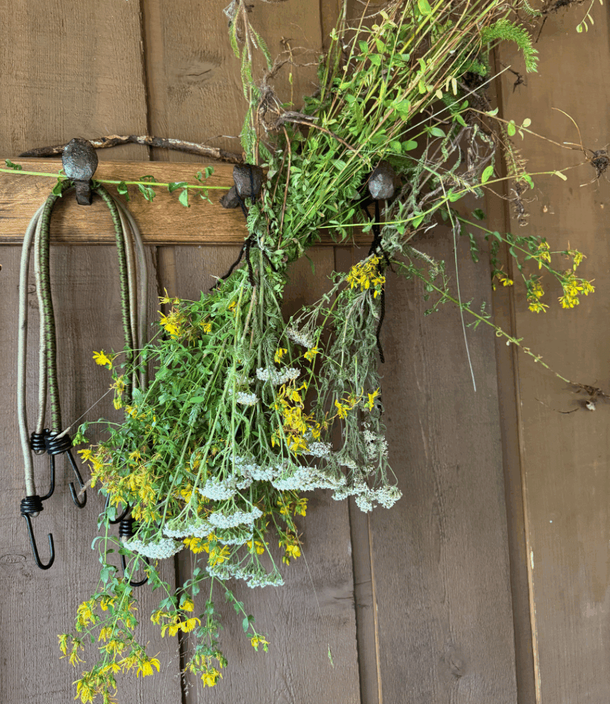 wilting or drying wild yarrow and st john's wort flowers