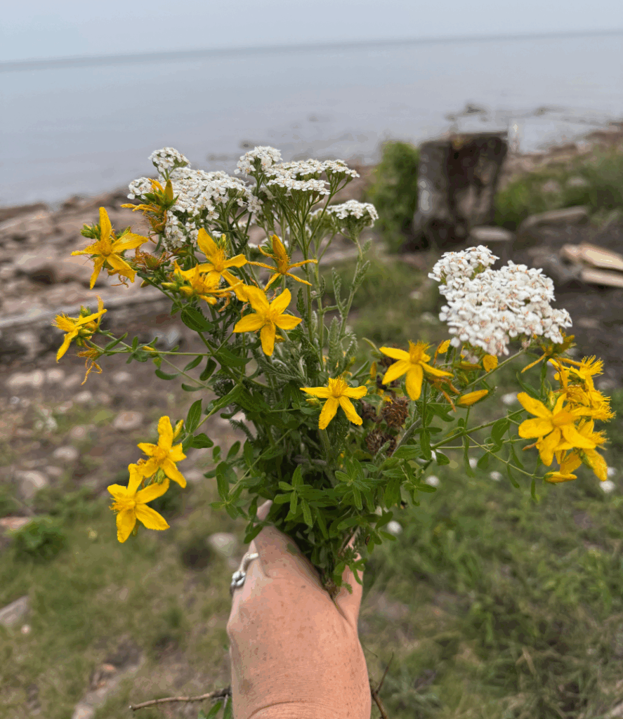 fresh st johns wort flowers and fresh yarrow from lake superior coast