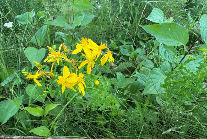 fresh st john's wort flowers in upper michigan