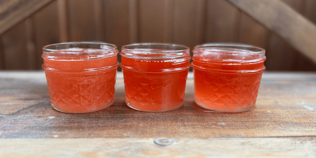 fresh infused st john's wort in 4 oz mason jars