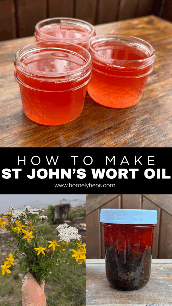 Fresh st john's wort, infused oil, infusing st john's wort olive oil