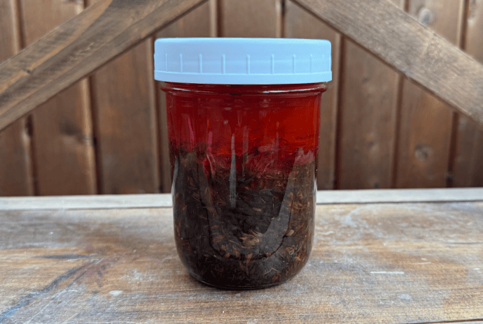 infusing fresh st john's wort into olive oil