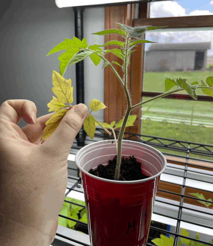 yellowing tomato seedling, branch falling off, nutrient deficient plant