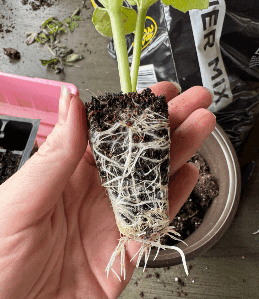root bound seedling, slow growing seedling