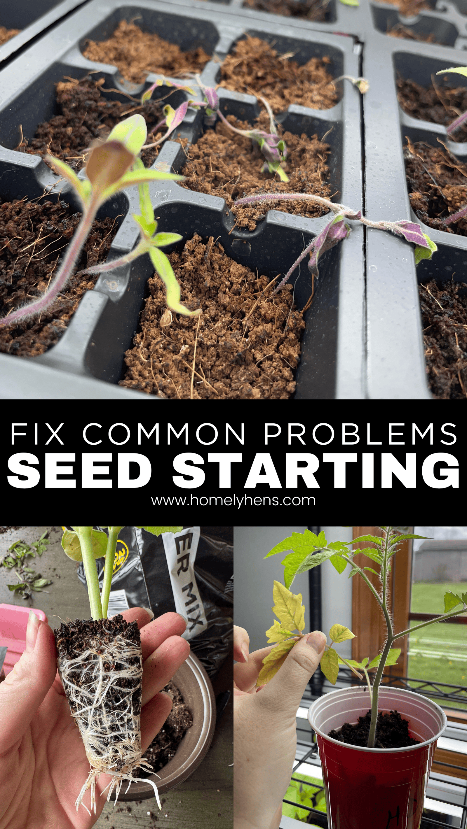 leggy seedlings, root bound plants, nutrient deficient tomato plant, troubleshooting 