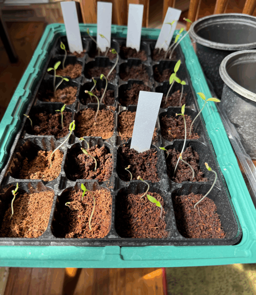 leggy seedlings reaching for light