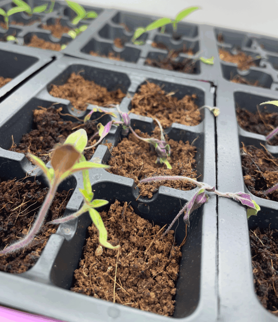 wilted seedlings because of lack of light, thin stem