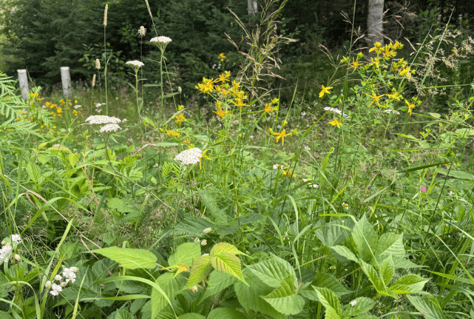 wild yarrow and st john's wort in the upper peninsula of Michigan