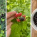 black raspberries, black raspberry plant, berries in a bowl