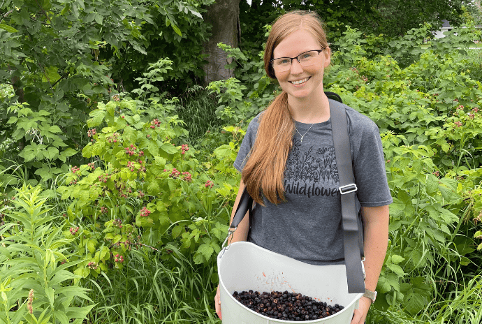 picking ripe black raspberries with an over the shoulder bucket