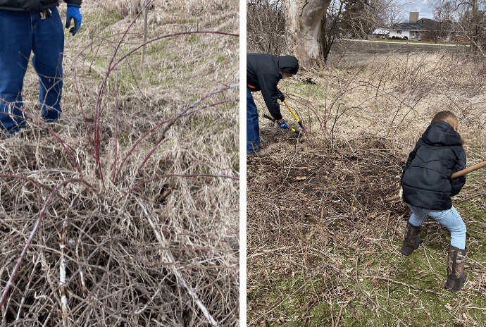 pruning wild black raspberries bushes