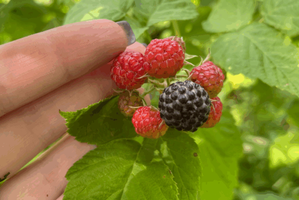 Black Raspberry Hills How to Grow Black Raspberries from Wild or Cultivated Plants