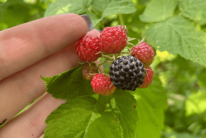ripening black raspberries on a wild plant