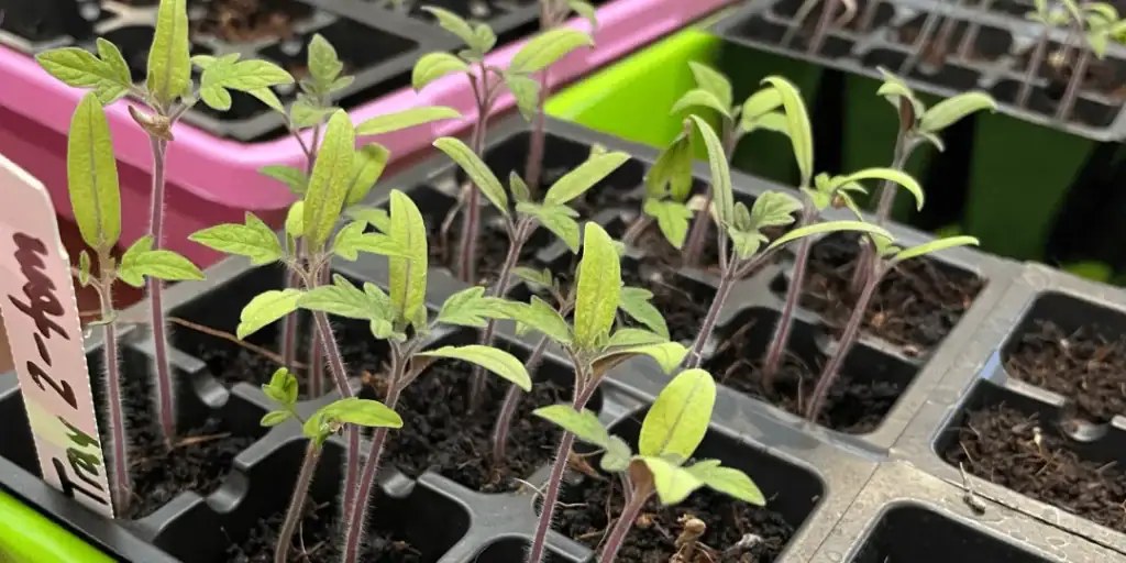 seedlings in a seed starting tray