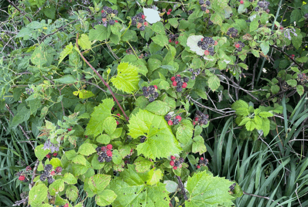 How to Grow Black Raspberries from Wild or Cultivated Plants