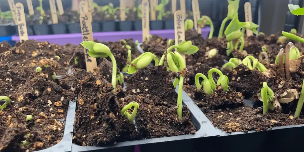seedlings sprouting in homemade seed starting mix
