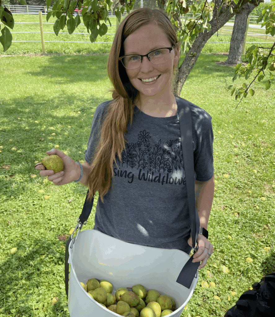 pear picking with an over the shoulder bucket