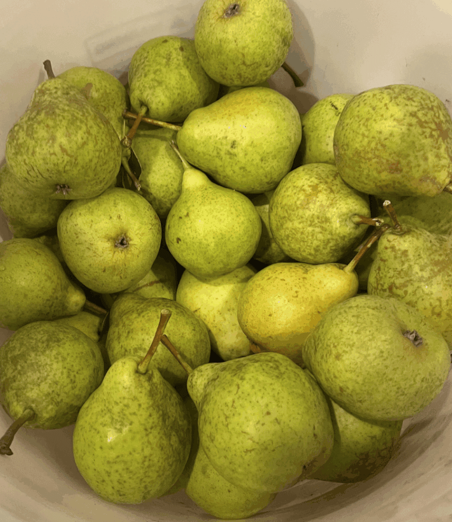 bucket of freshly picked pears